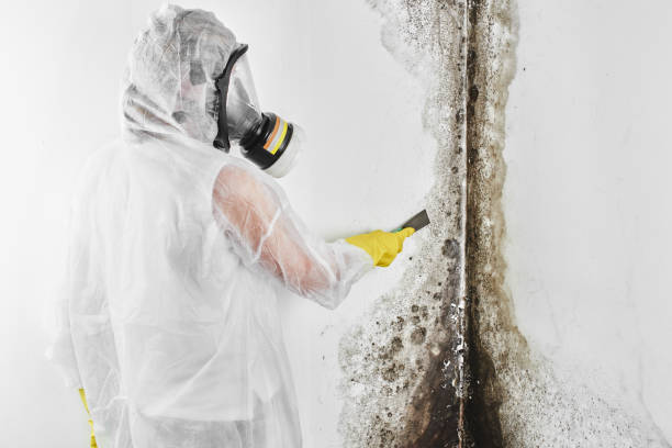 Best Black Mold Remediation in Hugo, OK