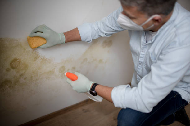 Best Kitchen Mold Remediation in Hugo, OK