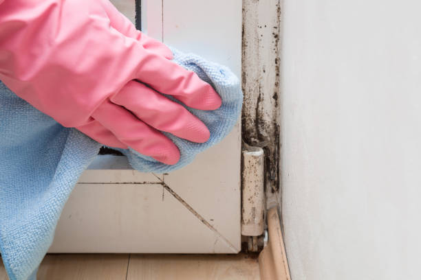 Best Attic Mold Remediation in Hugo, OK