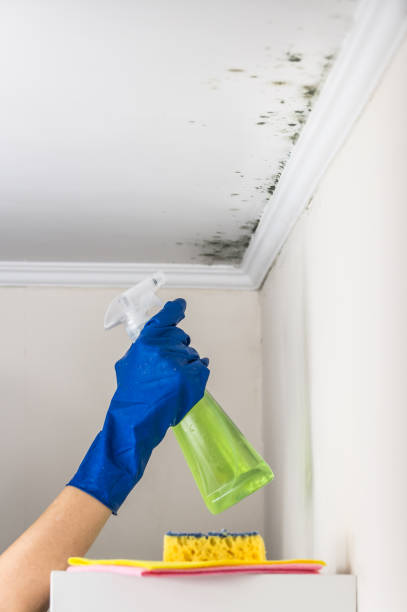 Best Residential Mold Remediation in Hugo, OK